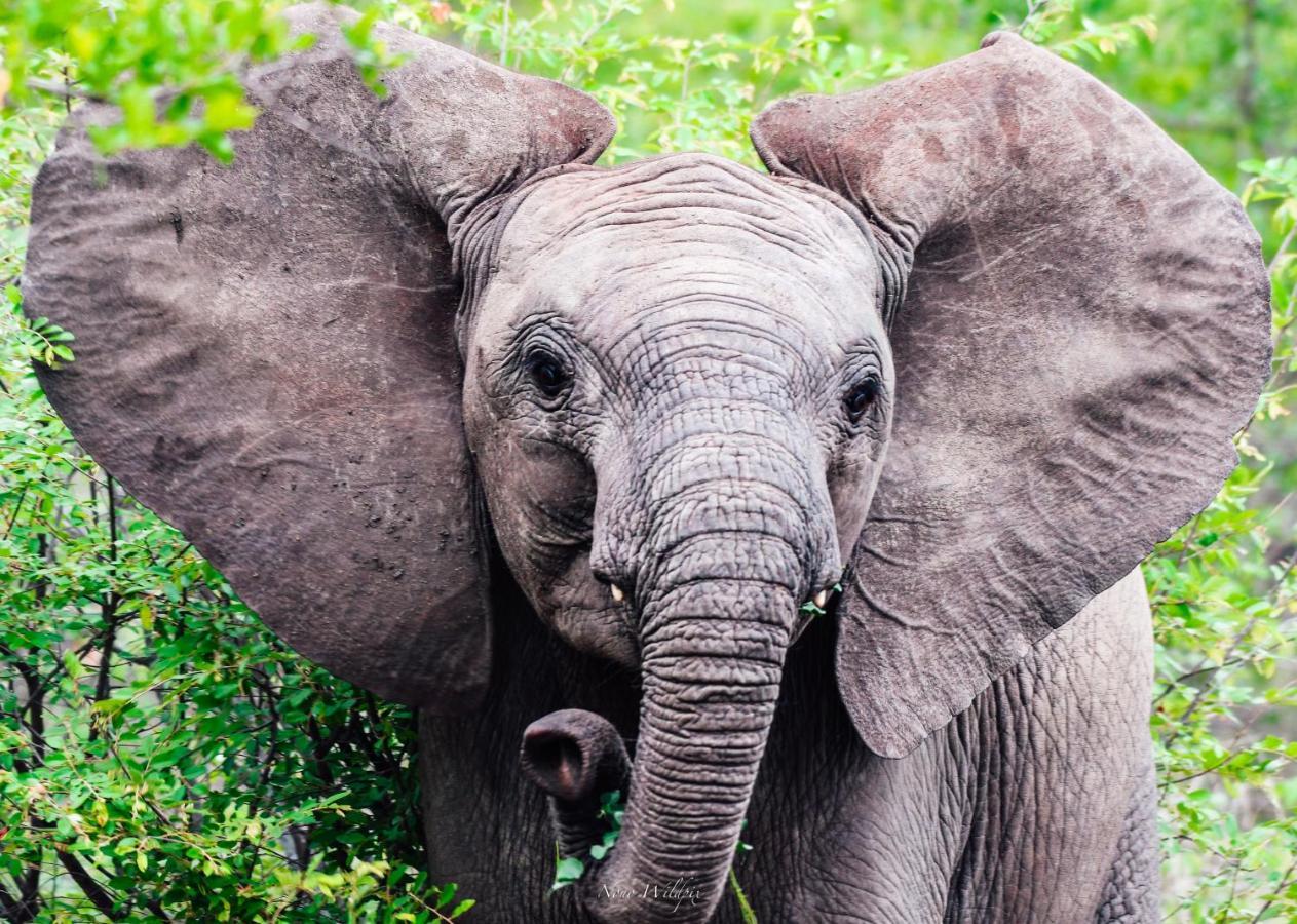 Milima Big 5 Safari Lodge Hoedspruit Kültér fotó