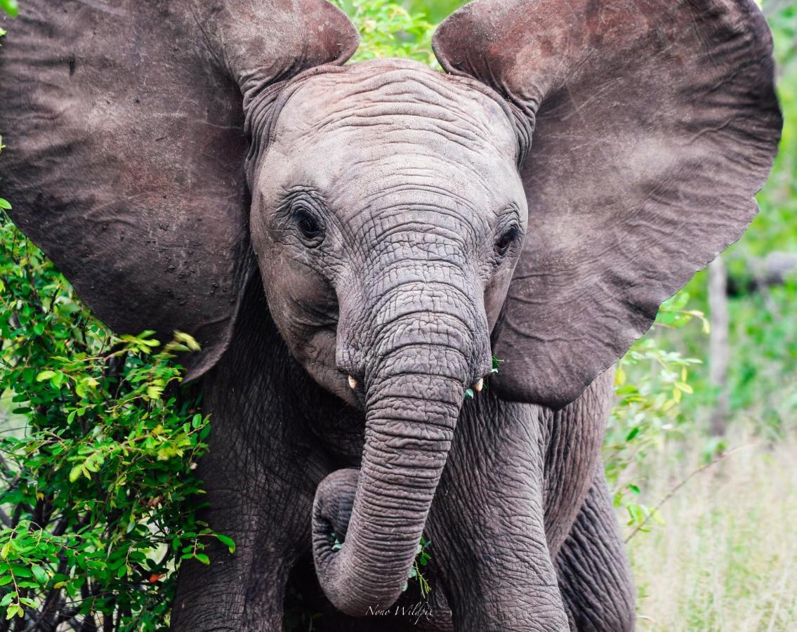 Milima Big 5 Safari Lodge Hoedspruit Kültér fotó