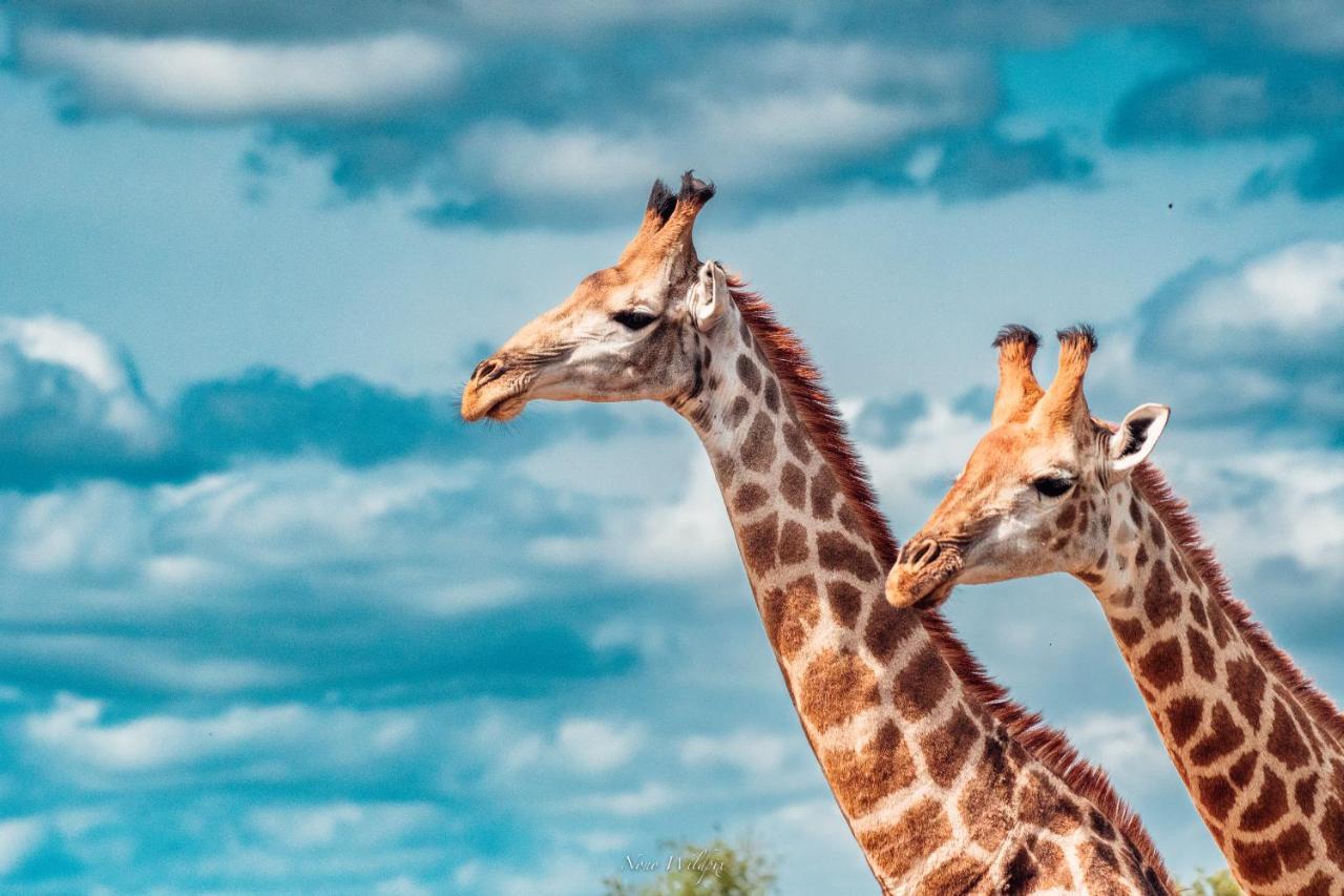 Milima Big 5 Safari Lodge Hoedspruit Kültér fotó